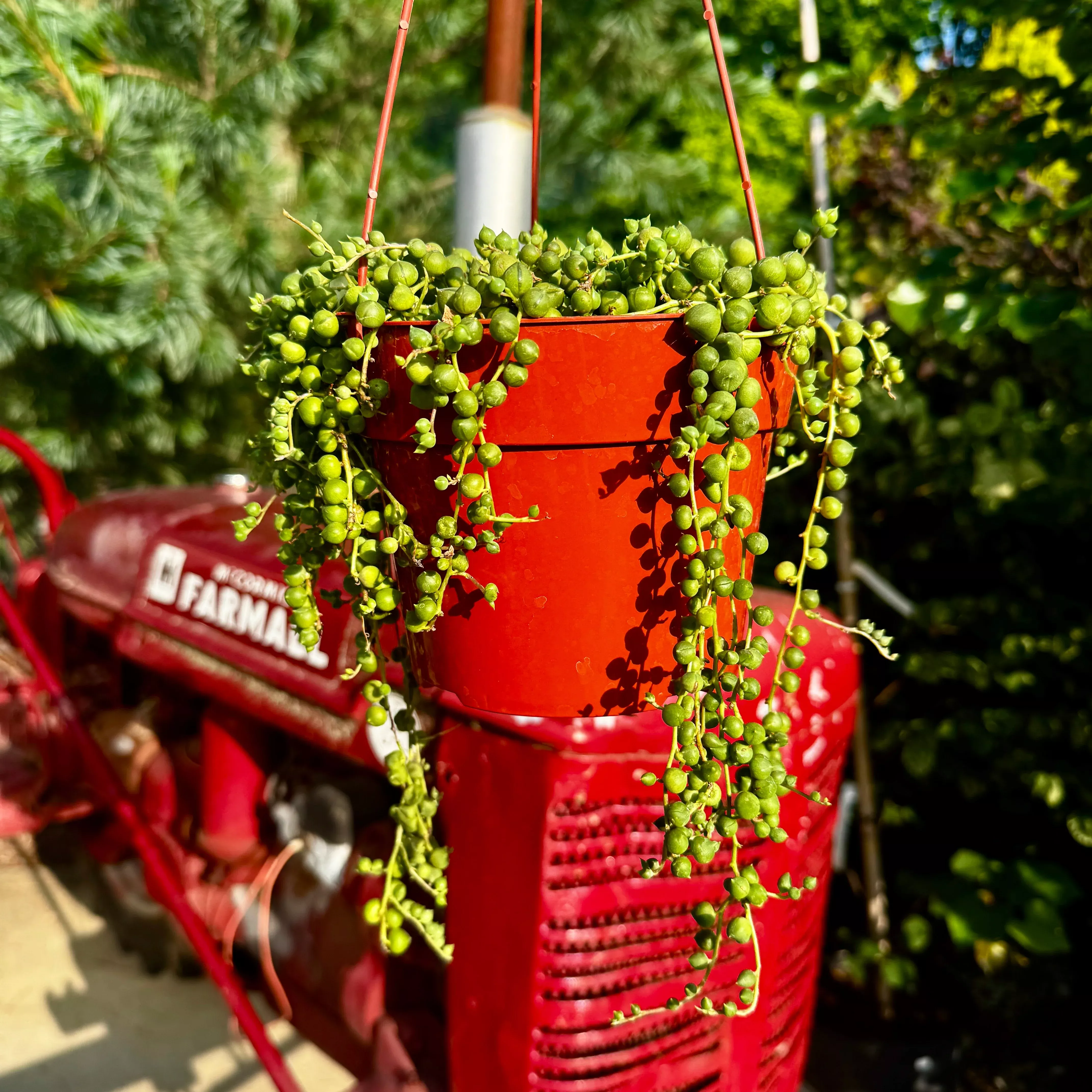 String of pearls Hanging Basket | Senecio rowleyanus