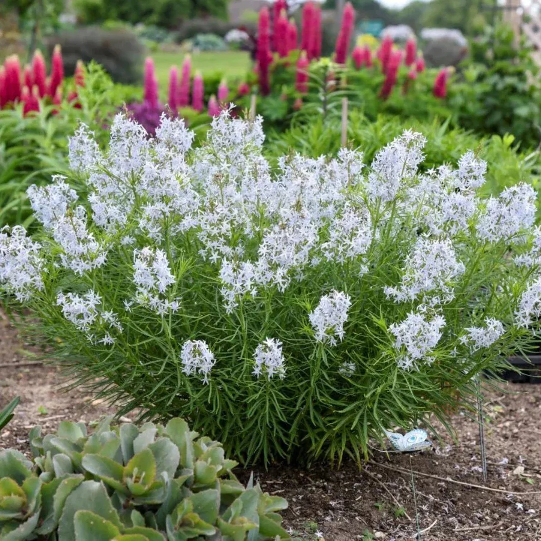 String Theory Blue Star – Thread-Leaf Compact Perennial (Amsonia ‘String Theory’)