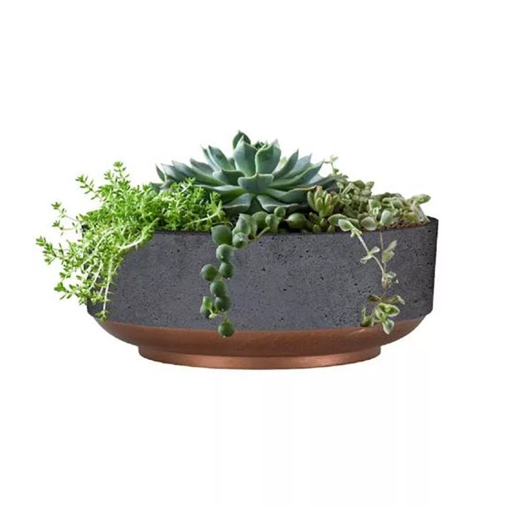 Succulent 8 in. Capri Bowl Planter