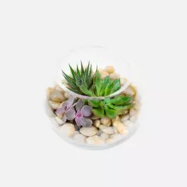 Succulent Bowl