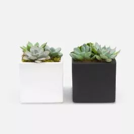 Succulent Garden Duo