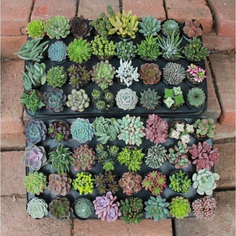 Succulents of the Month Club Subscription Box