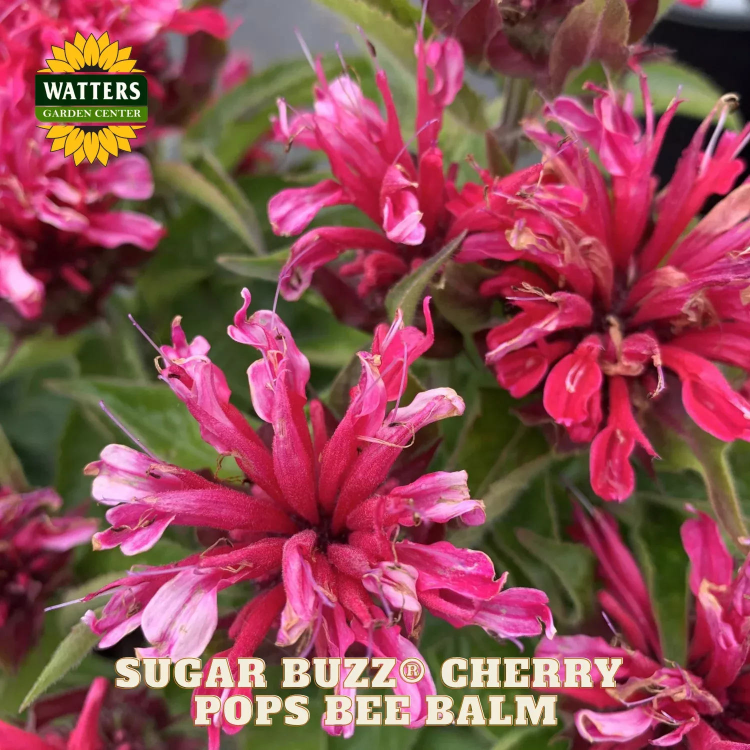 Sugar Buzz Cherry Pops Bee Balm (Monarda ‘Sugar Buzz Cherry Pops’) – 1 gallon