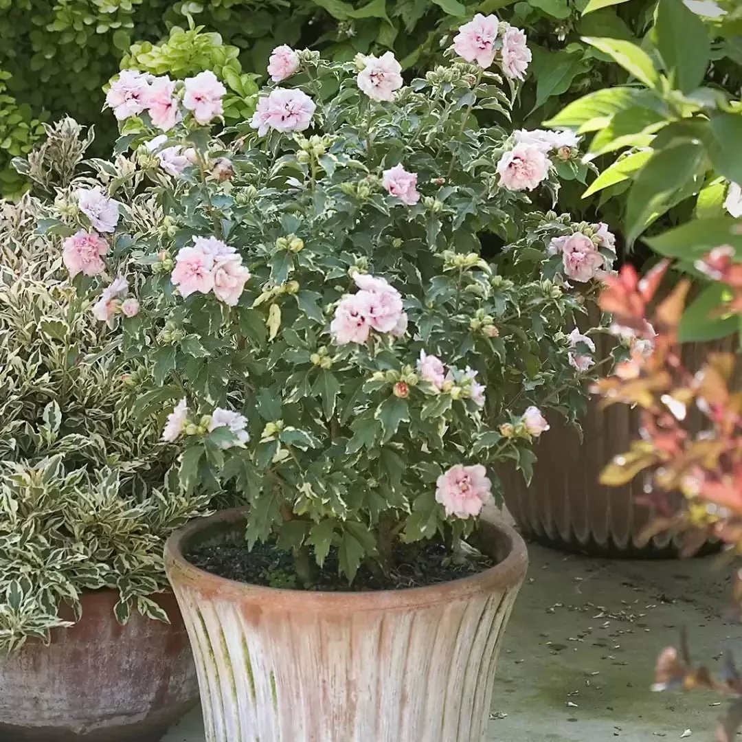 Sugar Tip Rose of Sharon