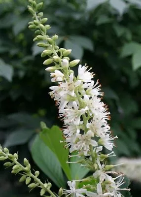 Sugartina 'Crystalina' Summersweet