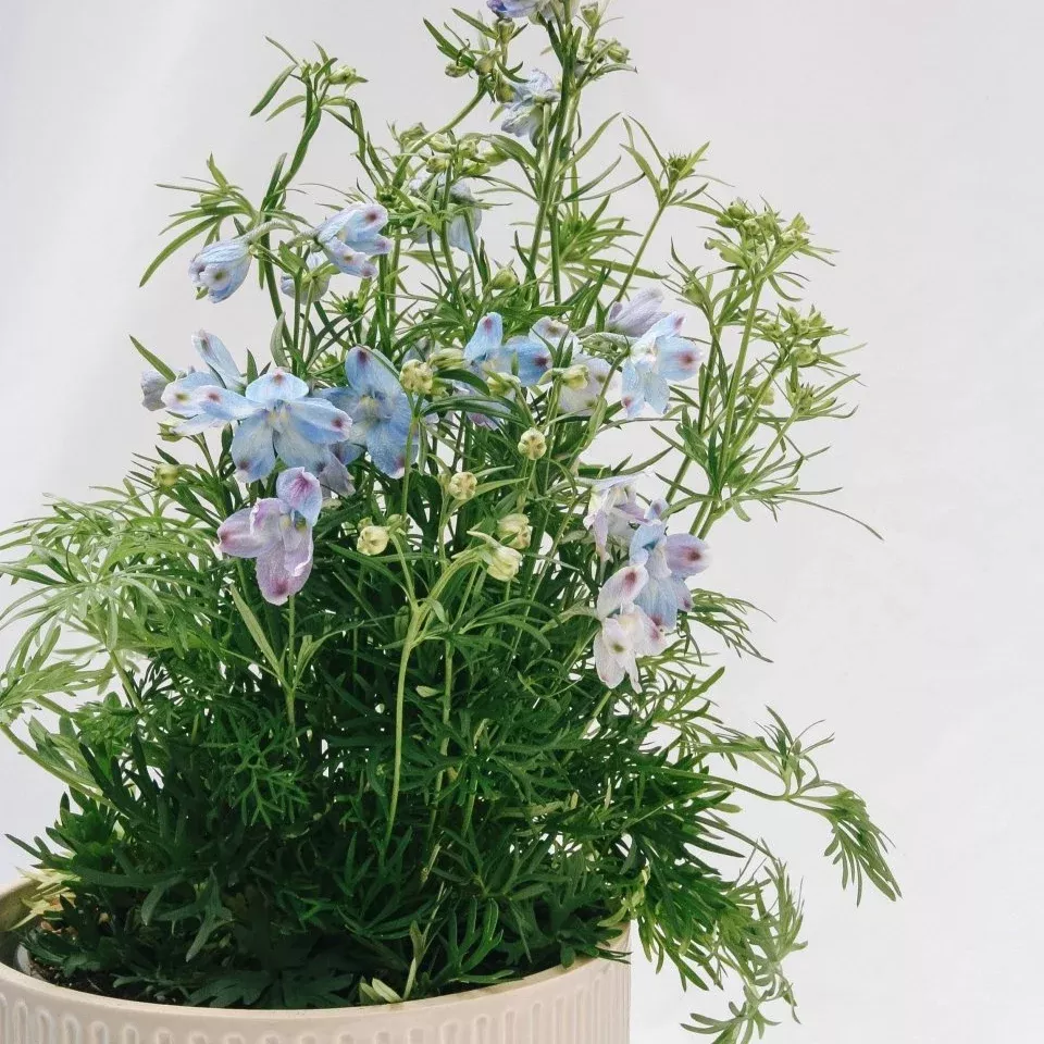 Summer Blues Larkspur