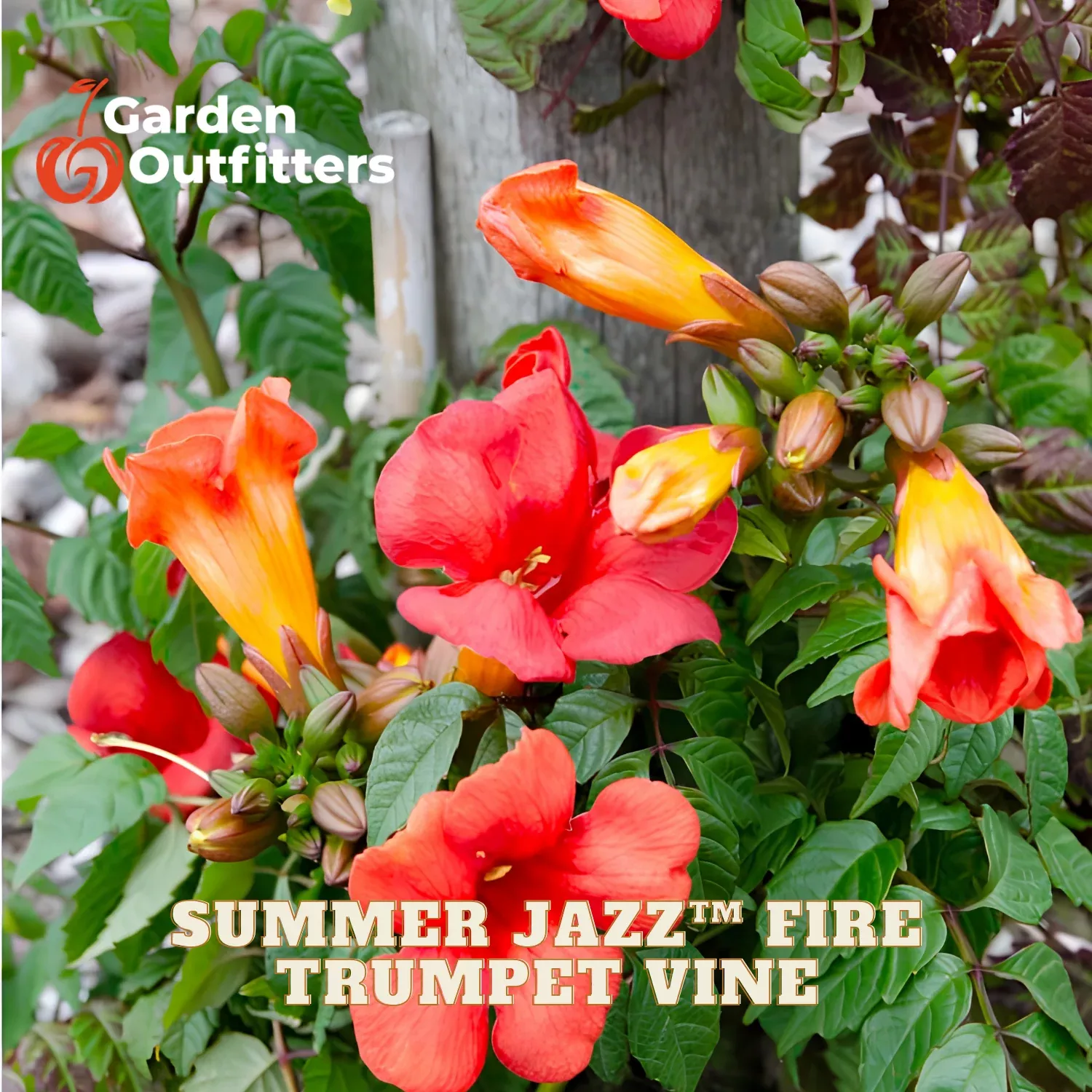 Summer Jazz™ Fire Trumpet Vine (CAMPSIS SUMMER JAZZ FIRE)