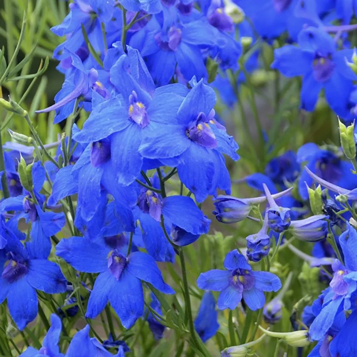 Summer Nights Larkspur