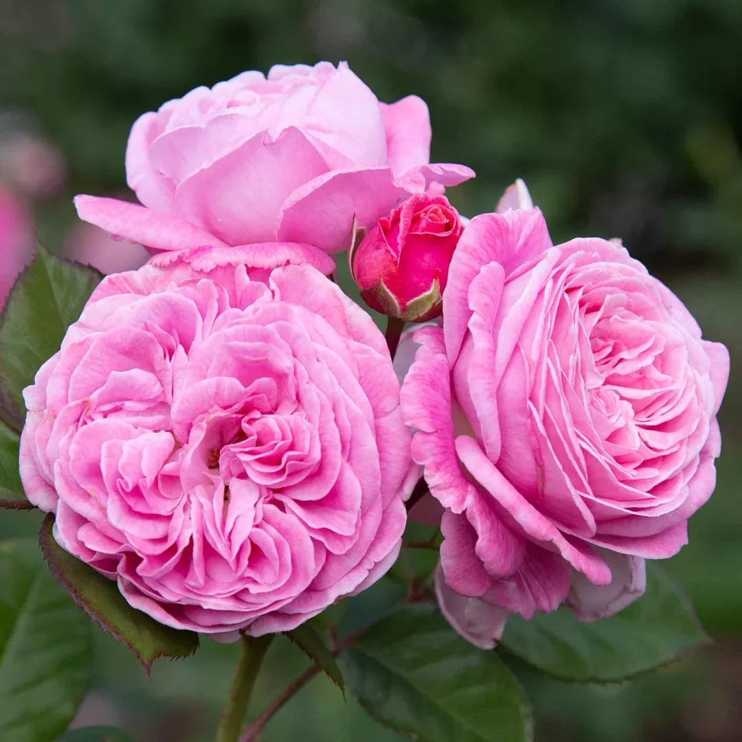 Summer Romance Rose