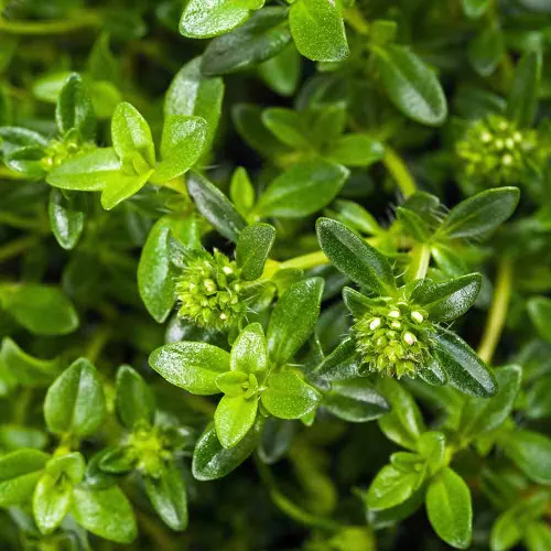 Summer Savory Seeds - (Satureja hortensis)