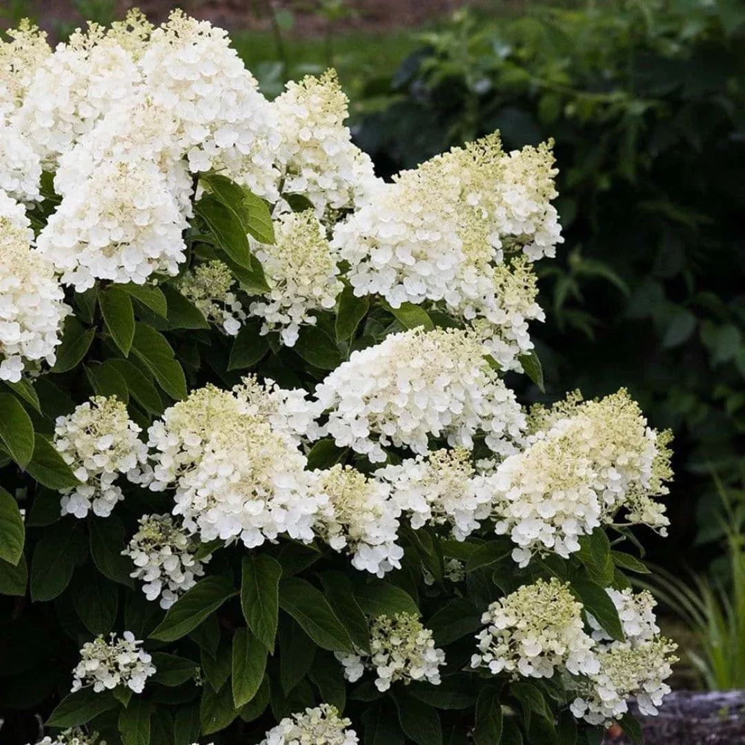 Summer Snow Hydrangea /Variegated Hydrangea