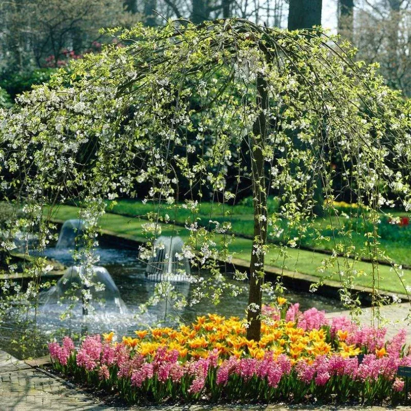‘Sun Rival’ Crabapple Tree
