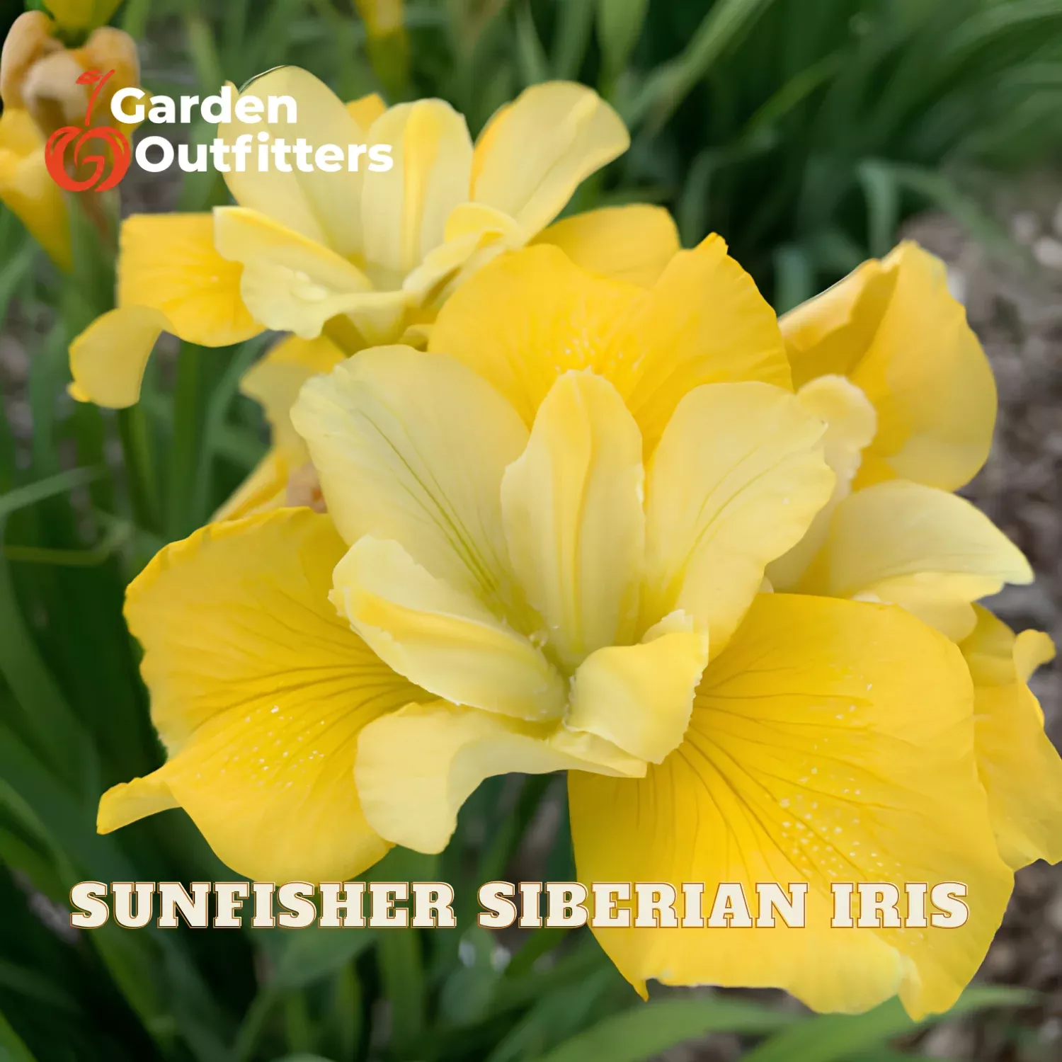 Sunfisher Siberian Iris (IRIS SIBERICA SUNFISHER) – 1 gallon