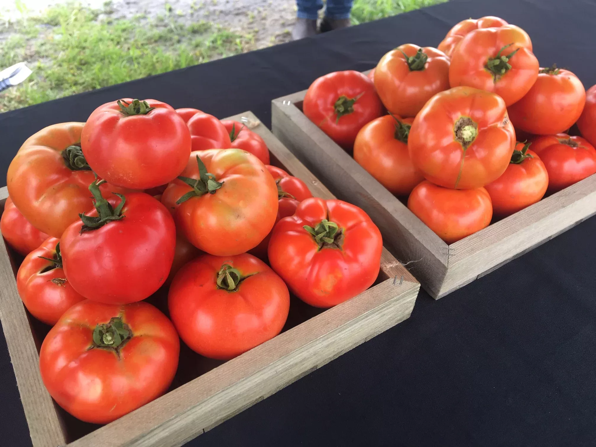 Sunfresh F1Beefsteak Tomato