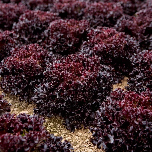 Sungari F1 Crystal Lettuce Pelleted seed