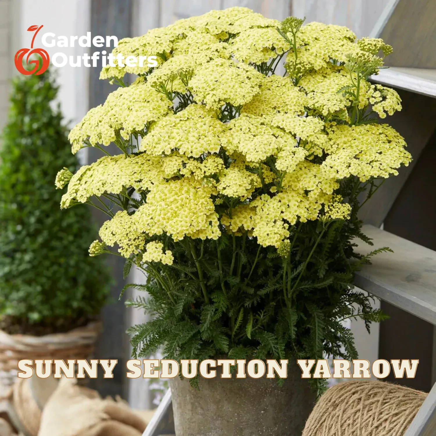Sunny Seduction Yarrow (ACHILLEA M. SUNNY SEDUCTION) – 1 gallon