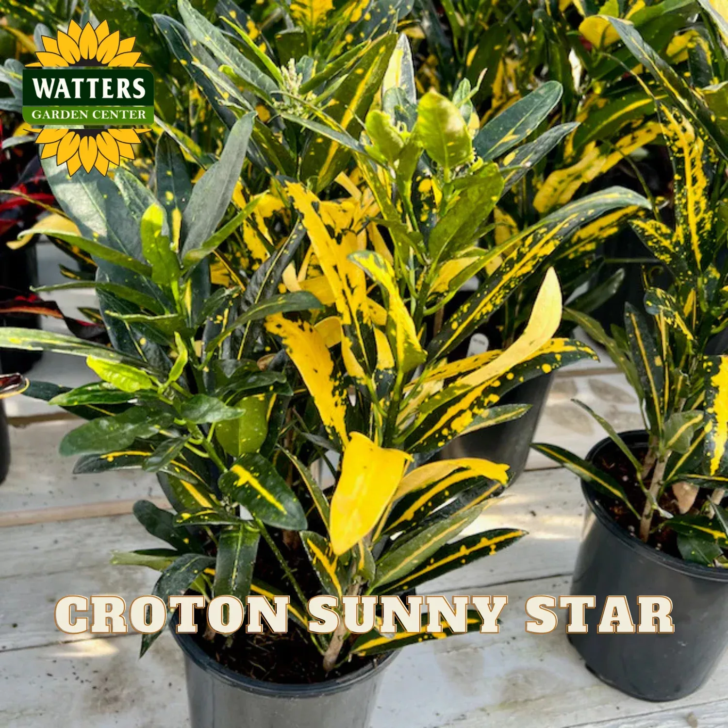 SUNNY STAR CROTON 4in
