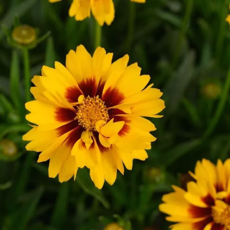 Sunset Bright Tickseed