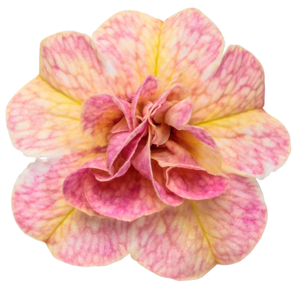 Superbells Magic Double Grapefruit Calibrachoa