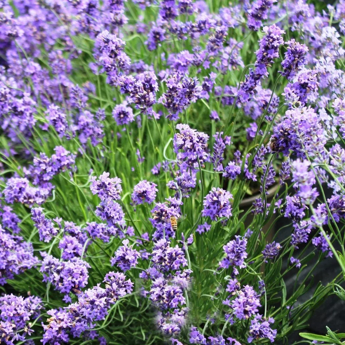 SuperBlue Lavender