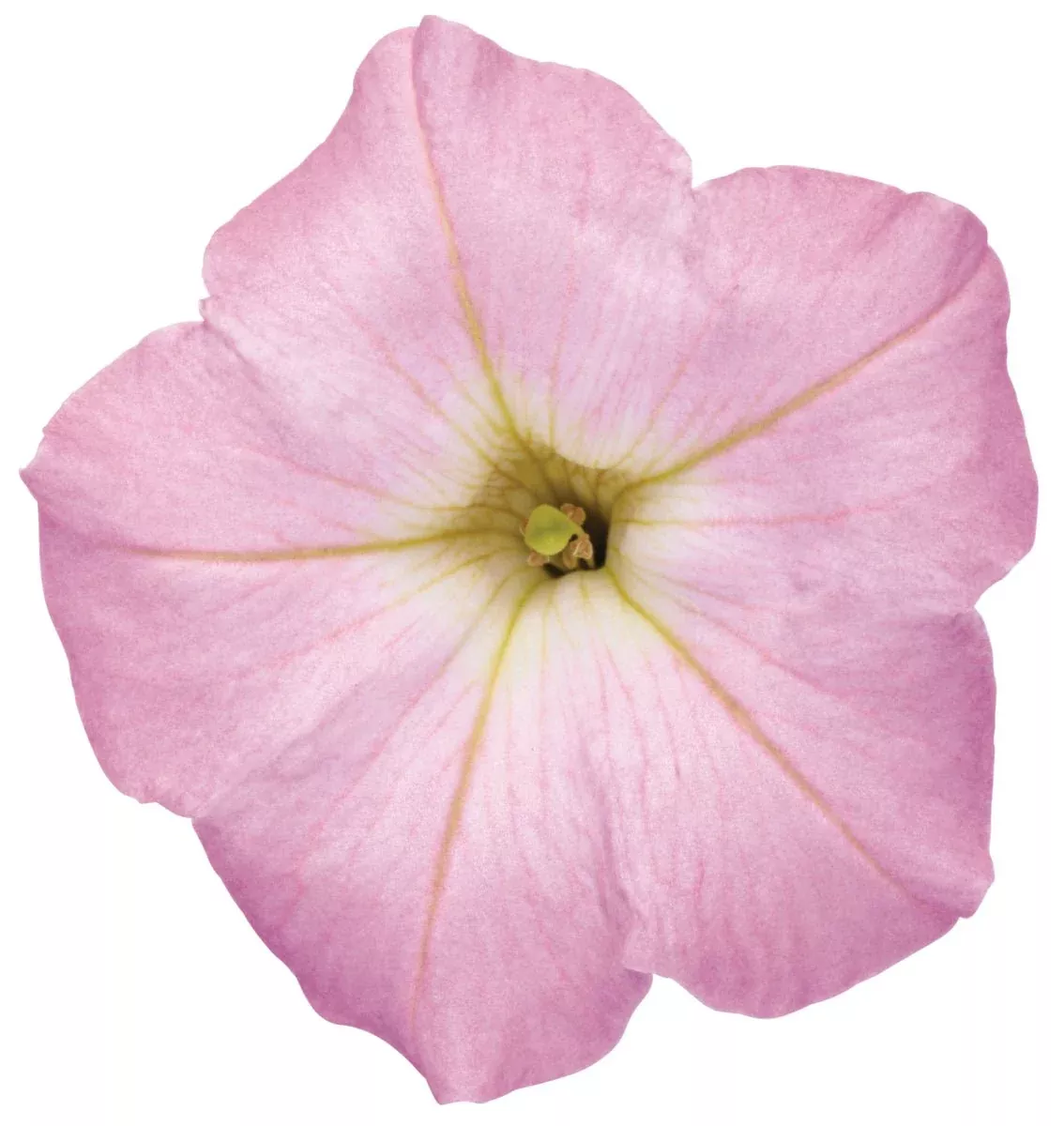 Supertunia Mini Vista Pink Cloud Petunia