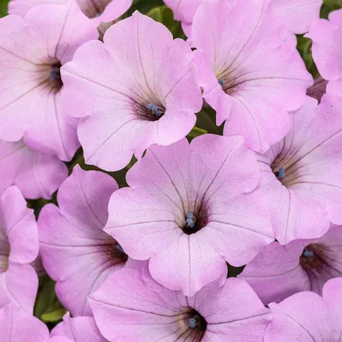 Supertunia Vista Cool Jazz Petunia