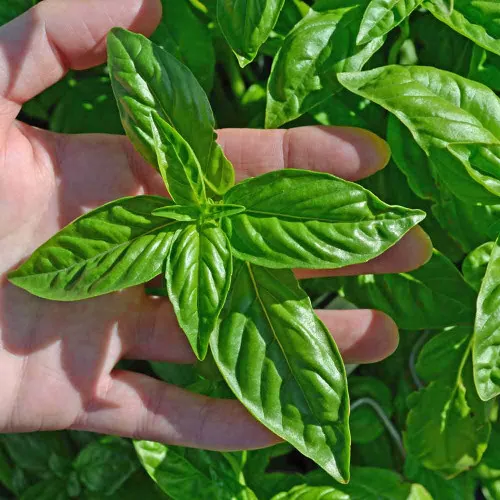 Sweet Basil Seeds - (Ocimum basilicum)