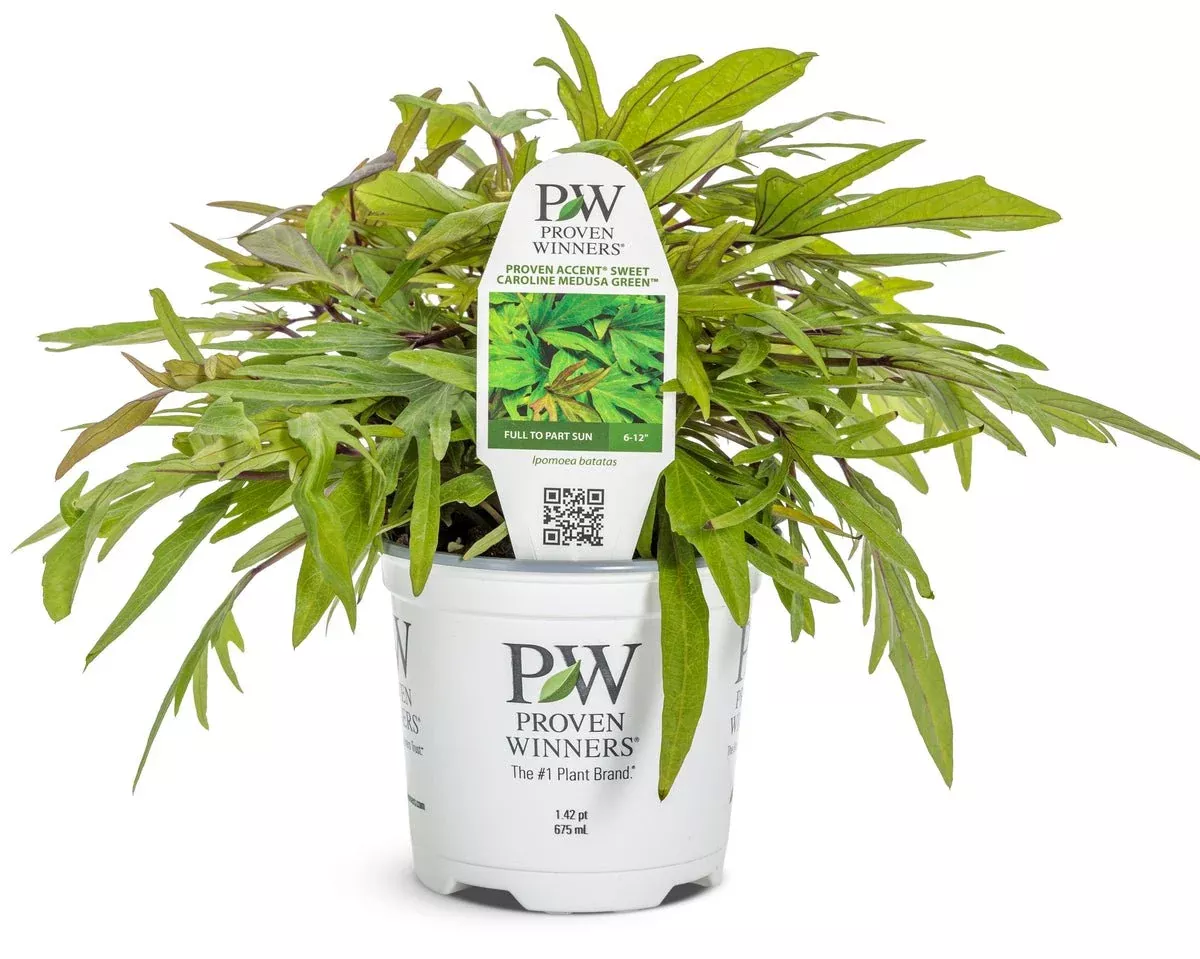 Sweet Caroline Medusa Green Sweet Potato Vine
