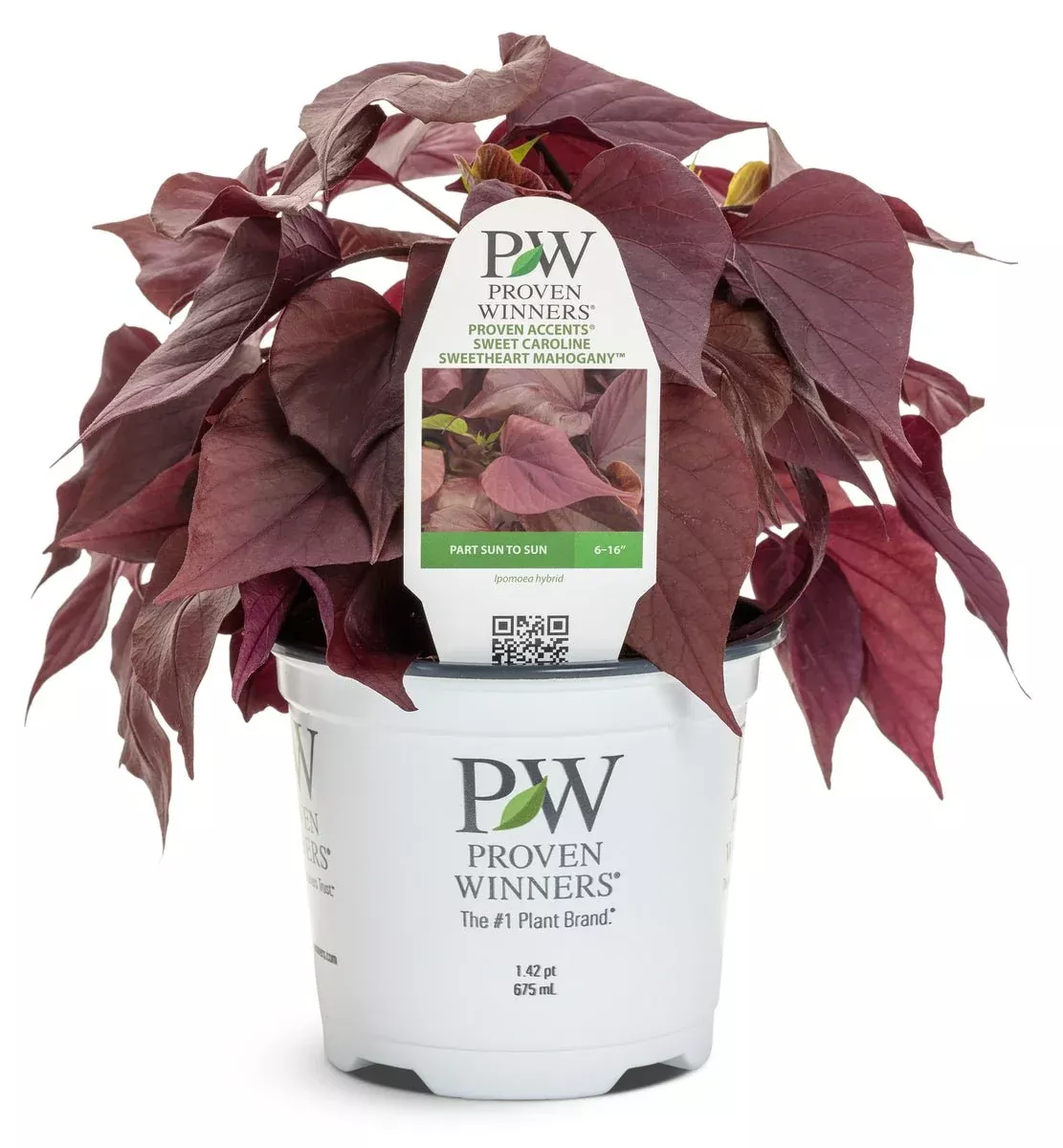Sweet Caroline Sweetheart Mahogany™ Sweet Potato Vine
