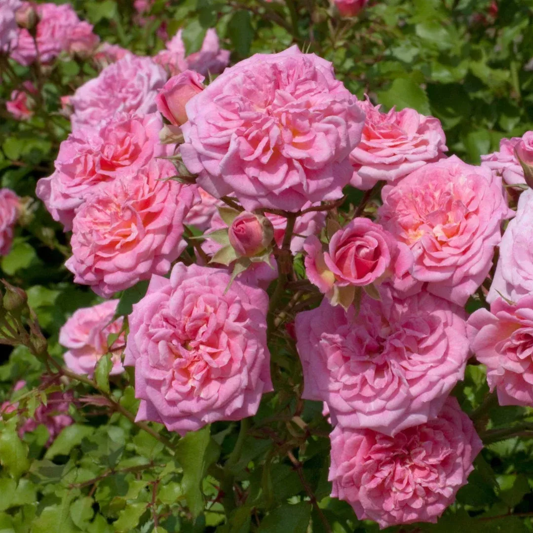 Sweet Drift Rose – Soft Pink Compact Low-Spreading Groundcover Rose (Rosa ‘Sweet Drift’)