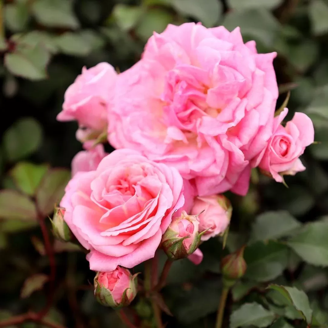 Sweet Drift Rose