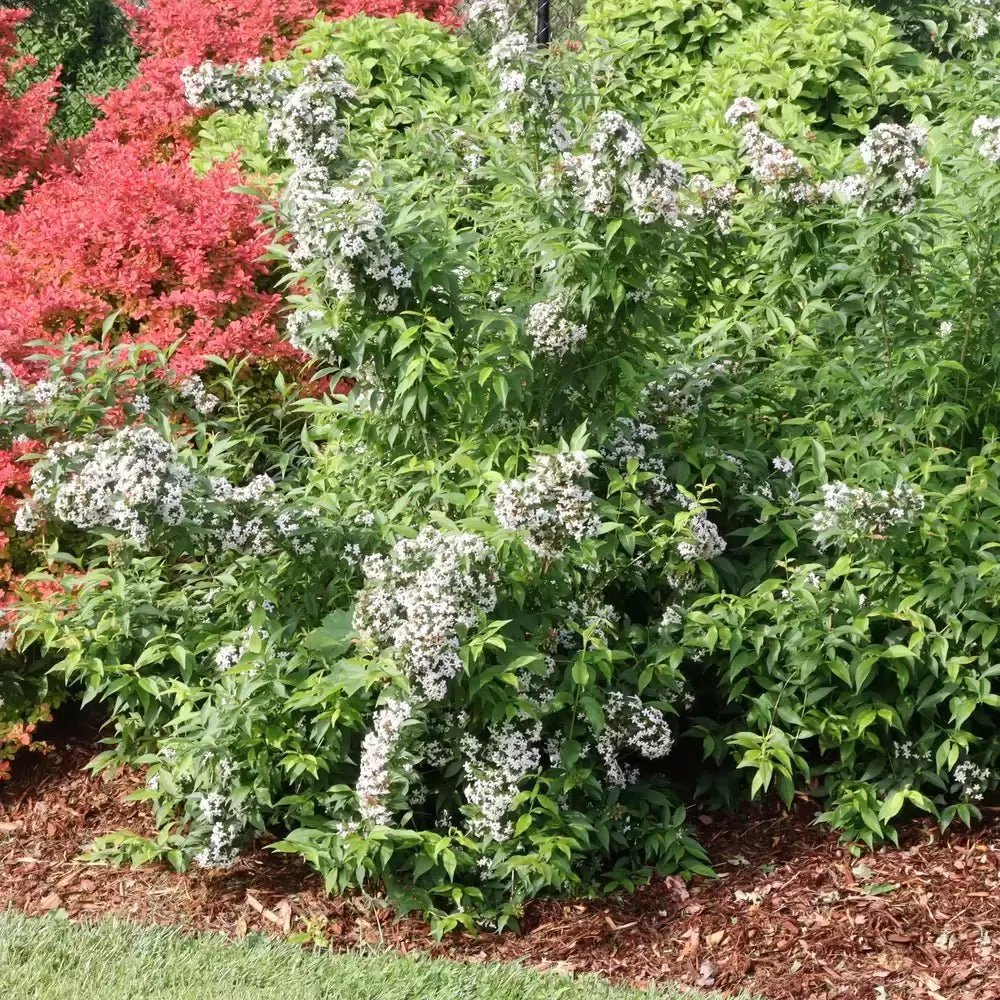 Sweet Emotion Hardy abelia