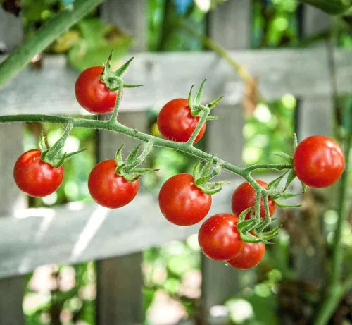 Sweet Pea Currant Tomato Seeds - (Solanum pimpinellifolium)