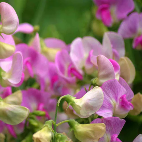 Sweet Pea Heirloom Seed Mix - (Lathyrus odoratus)