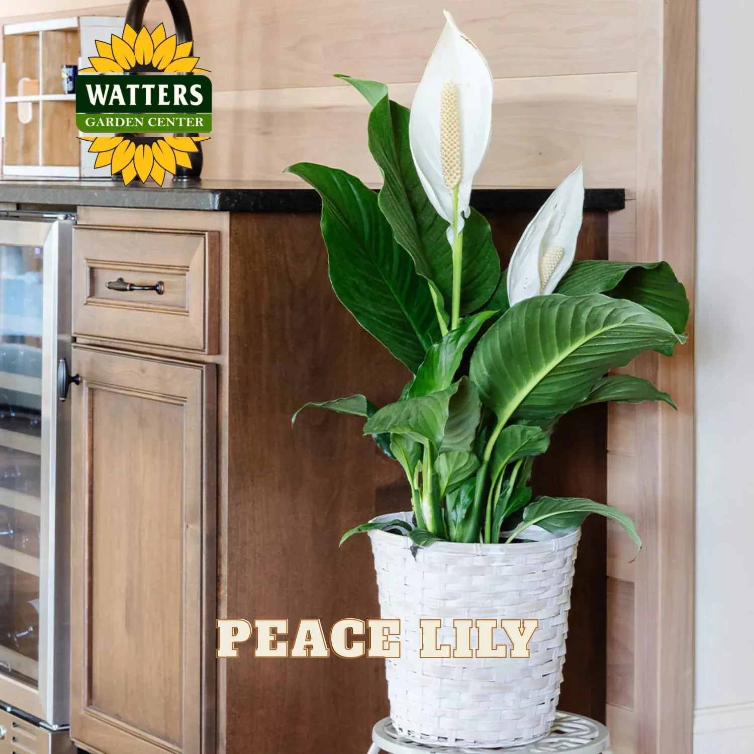 SWEET SENSATION PEACE LILY 10in