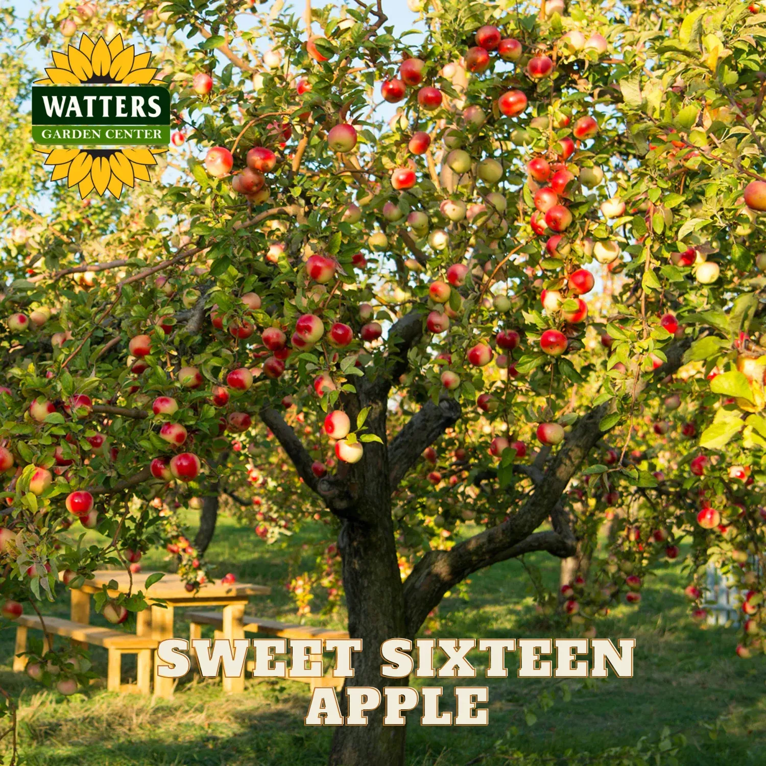 SWEET SIXTEEN APPLE TREE 5gal