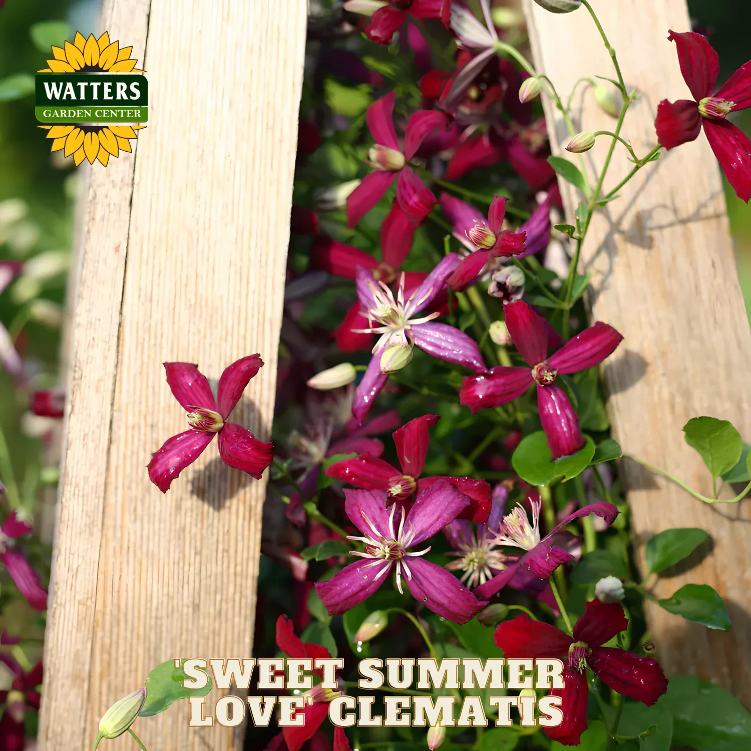 ‘Sweet Summer Love’ Clematis (Clematis ‘Sweet Summer Love’) – 1 gallon