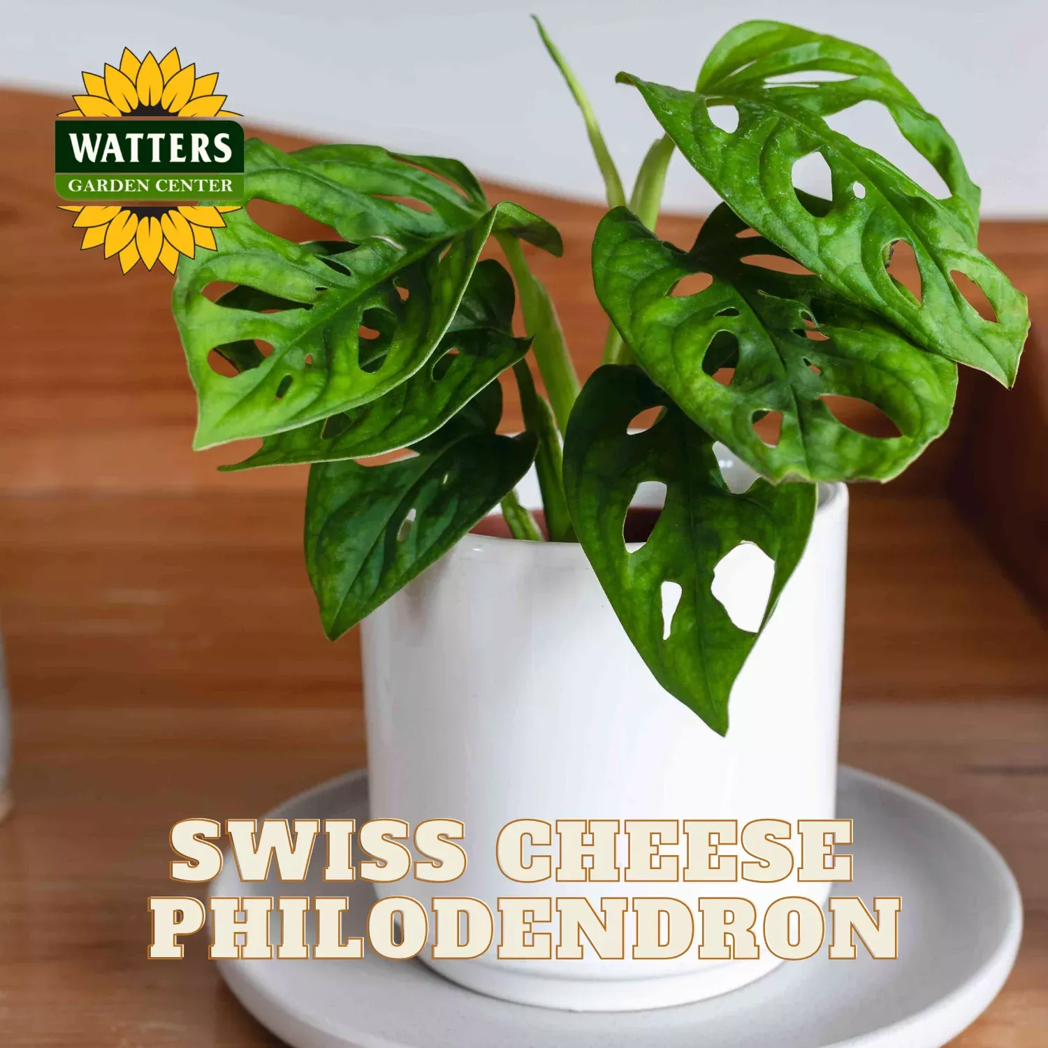 SWISS CHEESE PHILODENDRON 4in