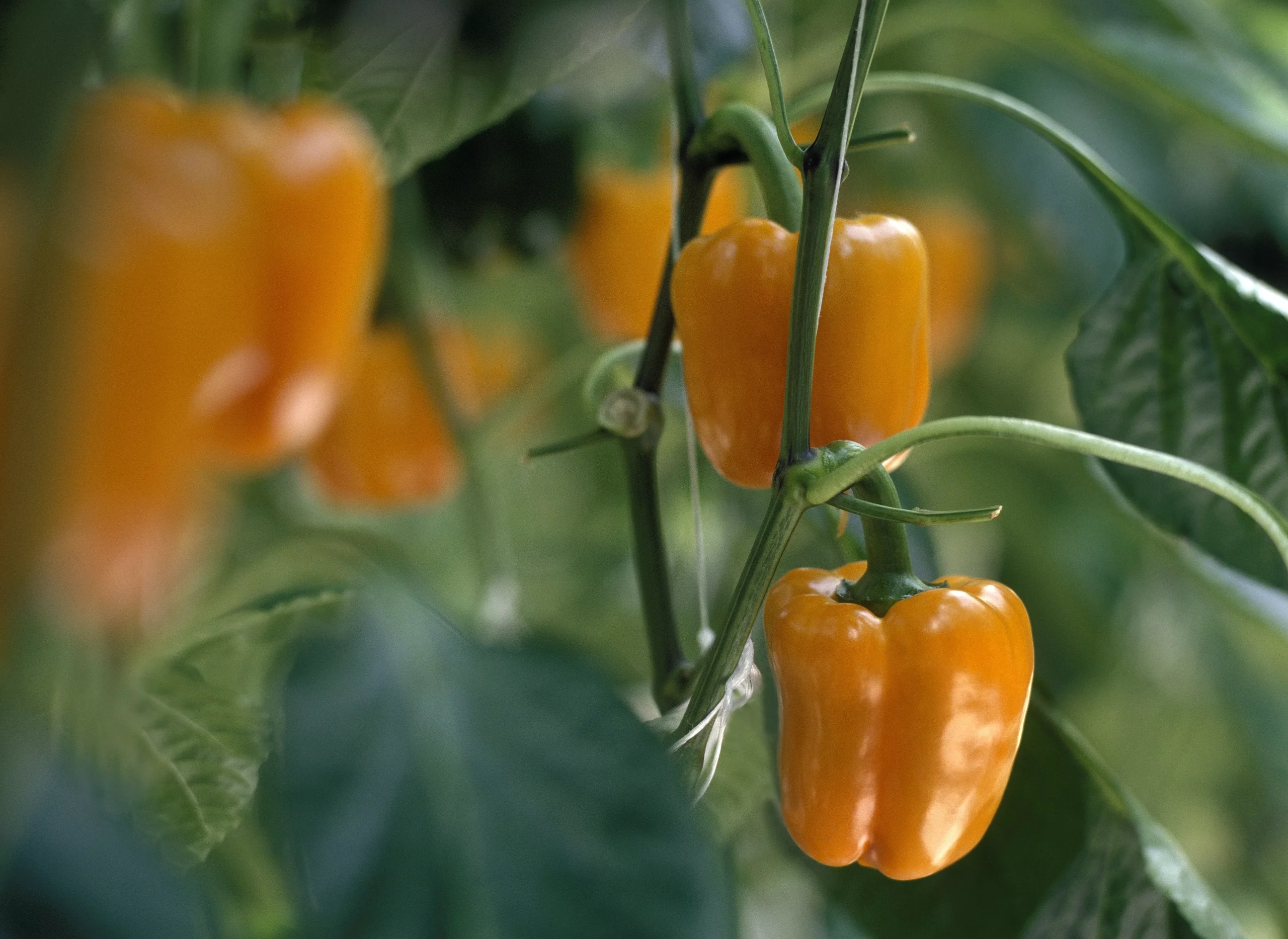 Sympathy F1 Orange Bell Pepper