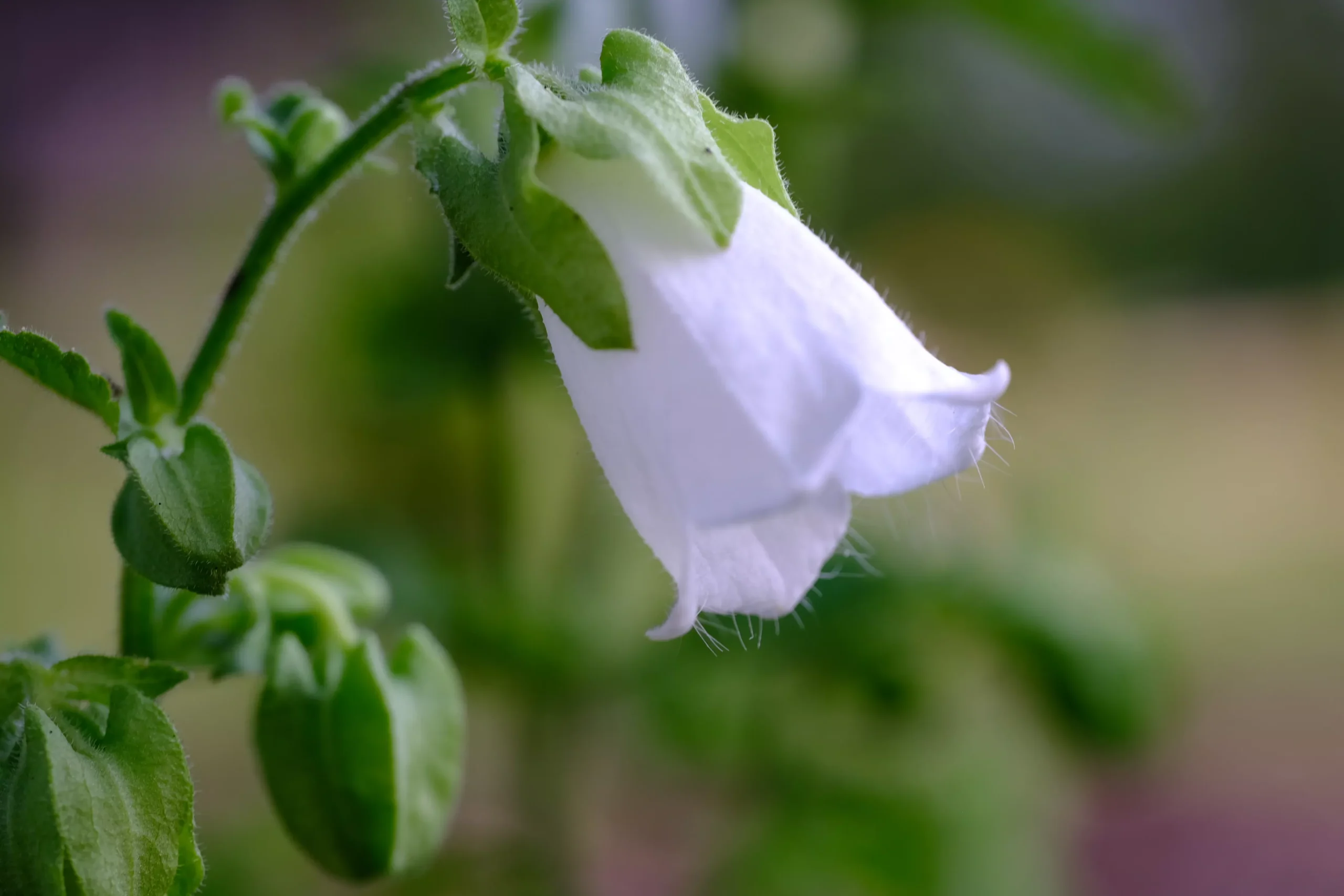 Symphyandra pendula | pendulous bellflower