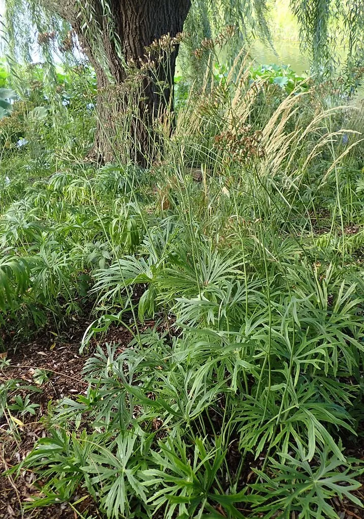 Syneilesis aconitifolia | shredded umbrella plant