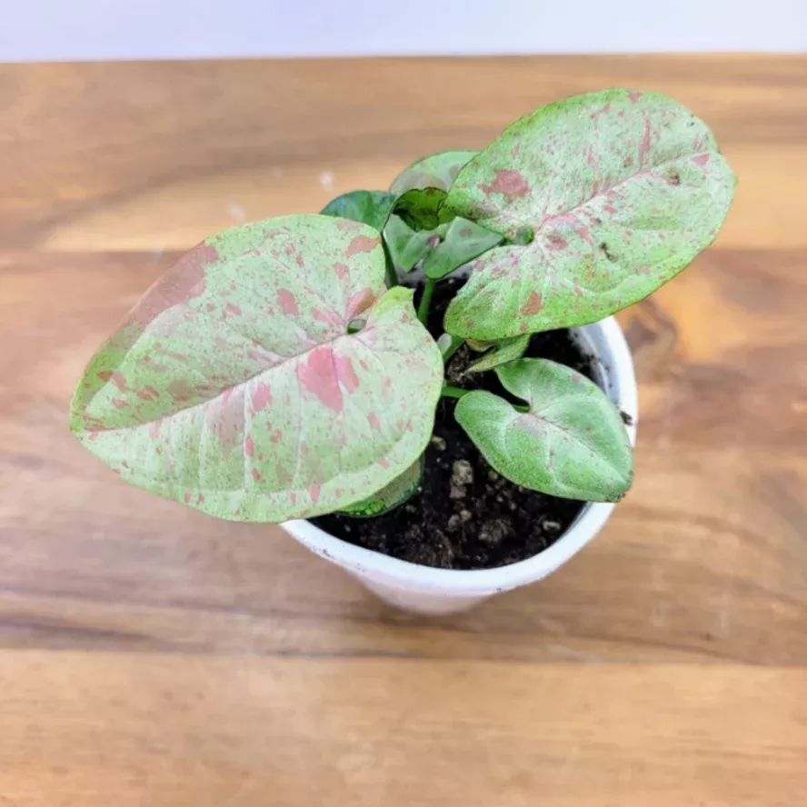 Syngonium 'Milk Confetti'