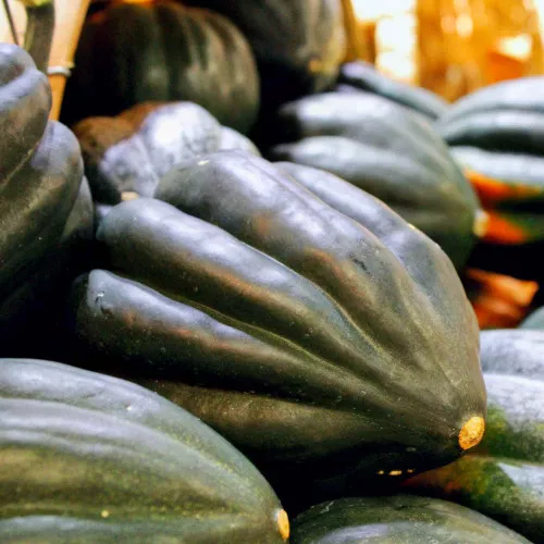Table King Acorn Bush Winter Squash Seeds - (Curcurbita pepo)