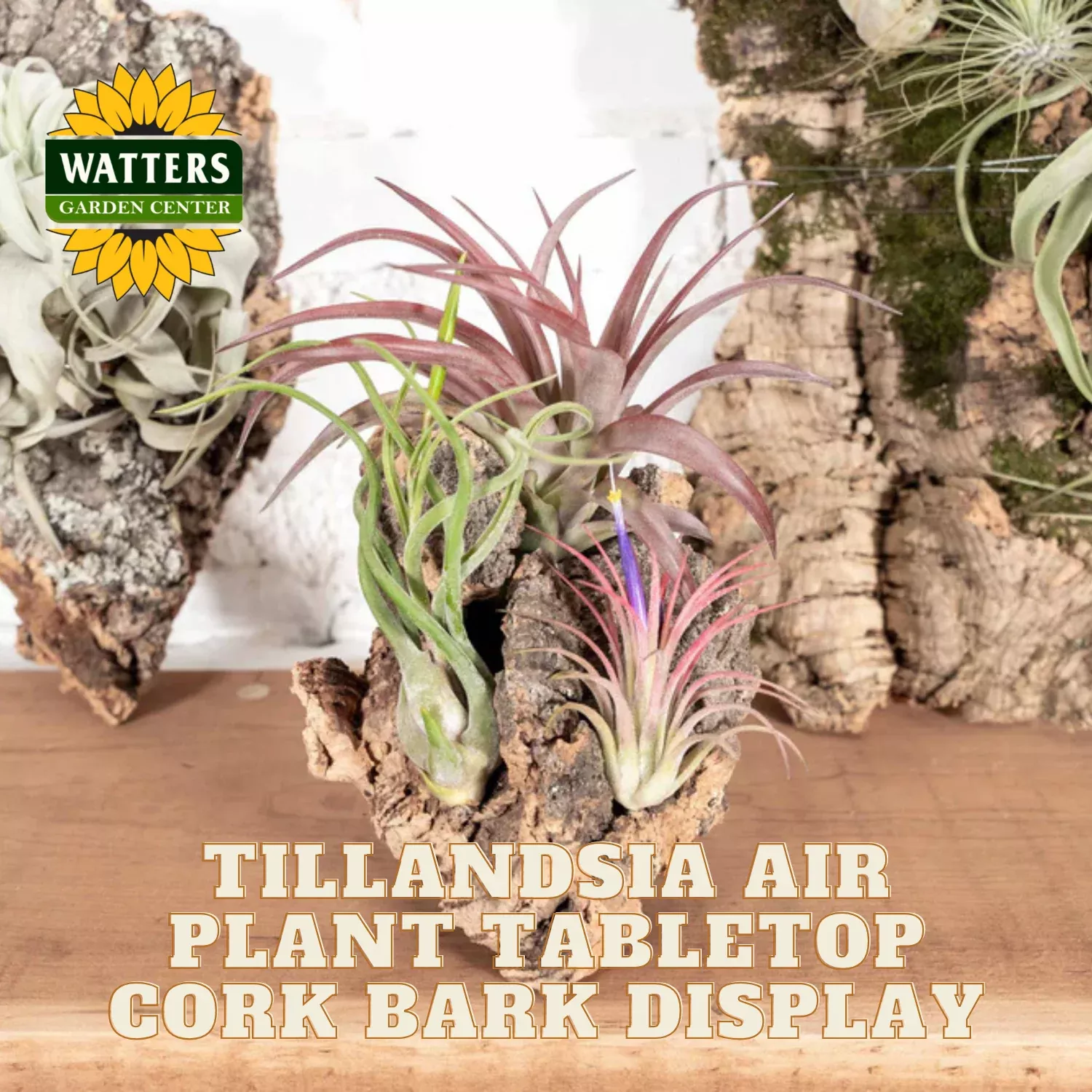 Tabletop Cork Bark Display Medium and 3 Tillandsia Air Plants