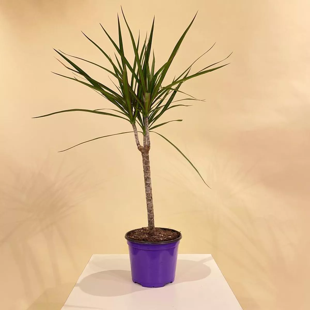 Tall Dragon Tree: Dracaena marginata6 inch pot