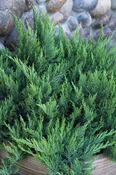 TAMARIX JUNIPER 3/5GAL
