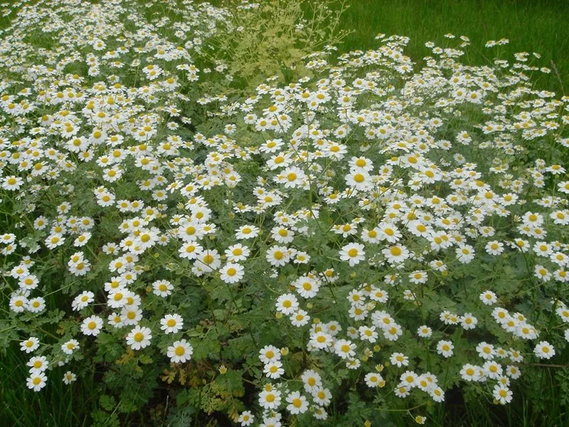 Tanacetum niveum ‘Jackpot’ | tansy