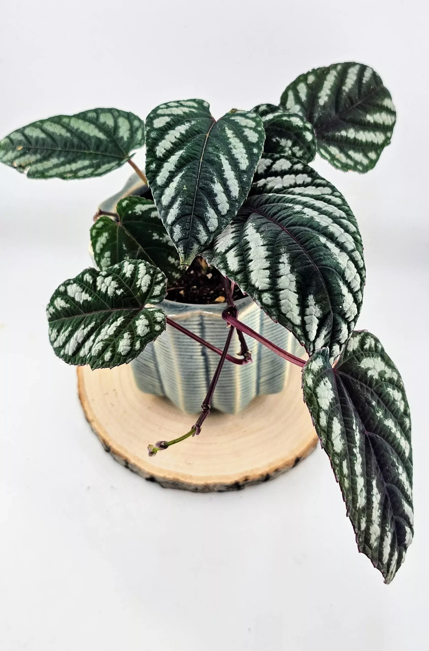 Tapestry Vine (Cissus discolor) 4"