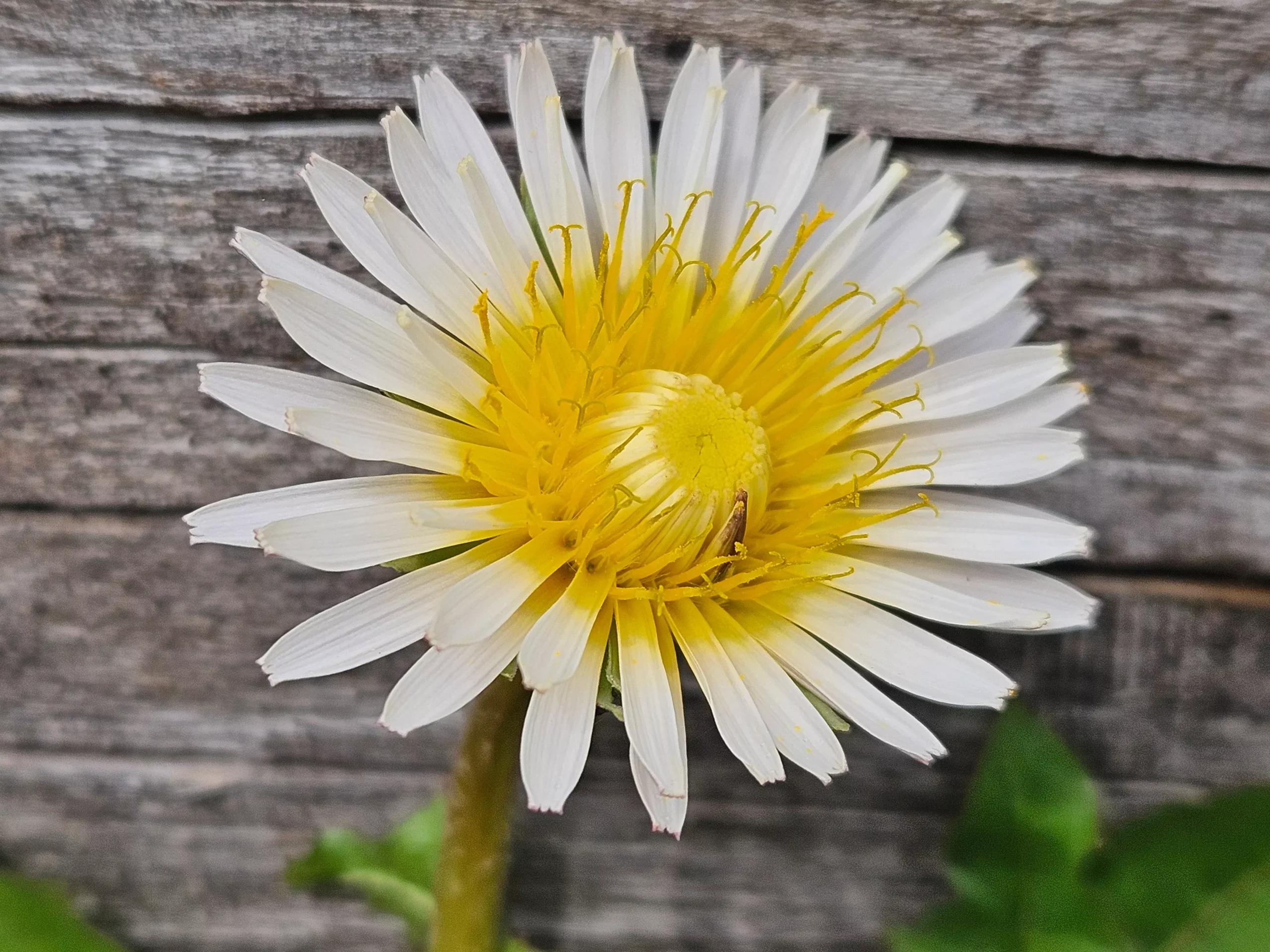 Taraxacum albidum | dandelion