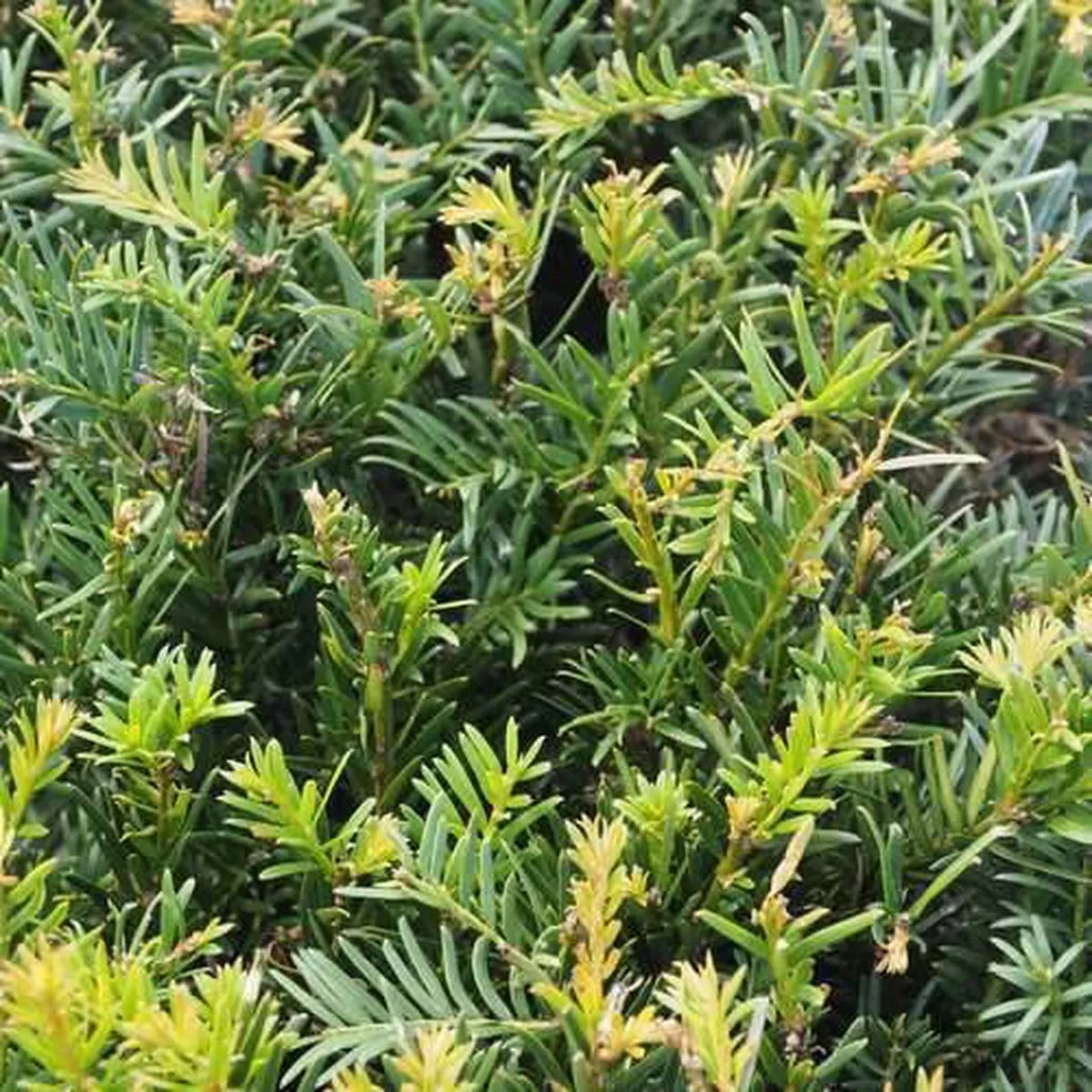 Taxus baccata – Yew